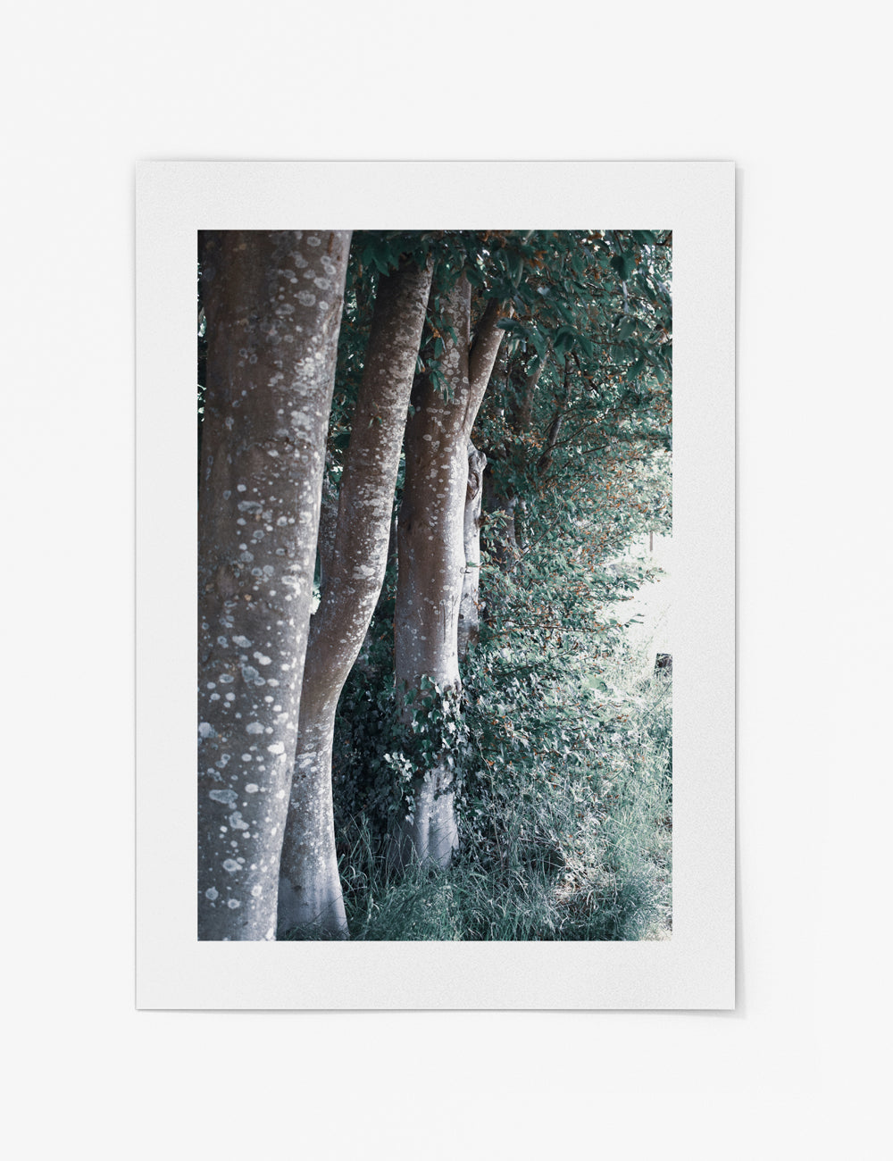 Row of Trees Print