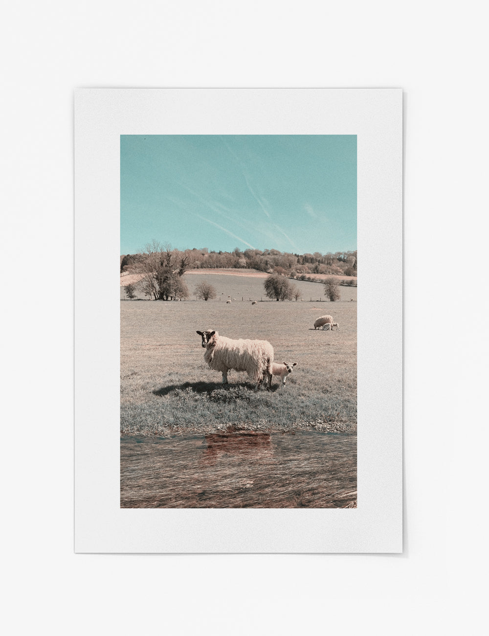 Sheep in Field Print