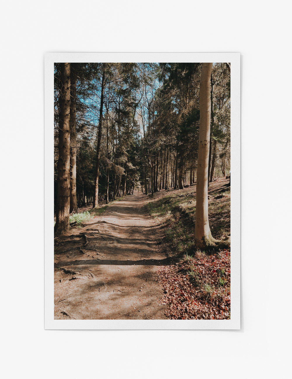 Through the Woods Print
